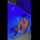 lqa_6969