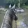Equestrian_girl