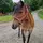 Nansen_eq