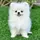 gost