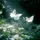 candytuft00