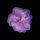 twinkling.flora.21