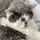 My cat