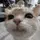 .;(Catmemer);: