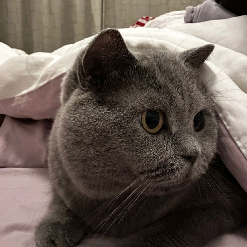 anisaaa