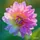 editor47509638