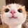 CupCat