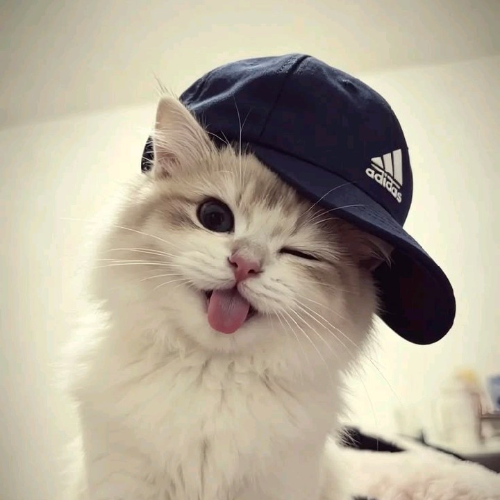 Antonio