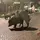 🐗°_dziki.pl_°🐗