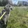 Husky_dog_life