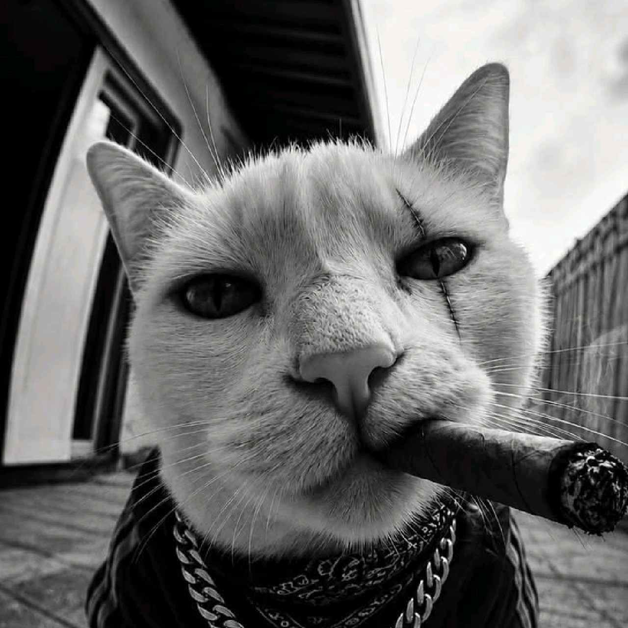 fierce C A T