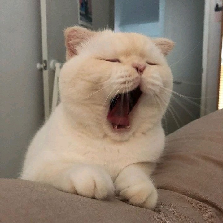 Hi👋Rara🐈‍⬛ ER 