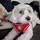 Daysi 