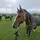 MilliemooEquestrian!