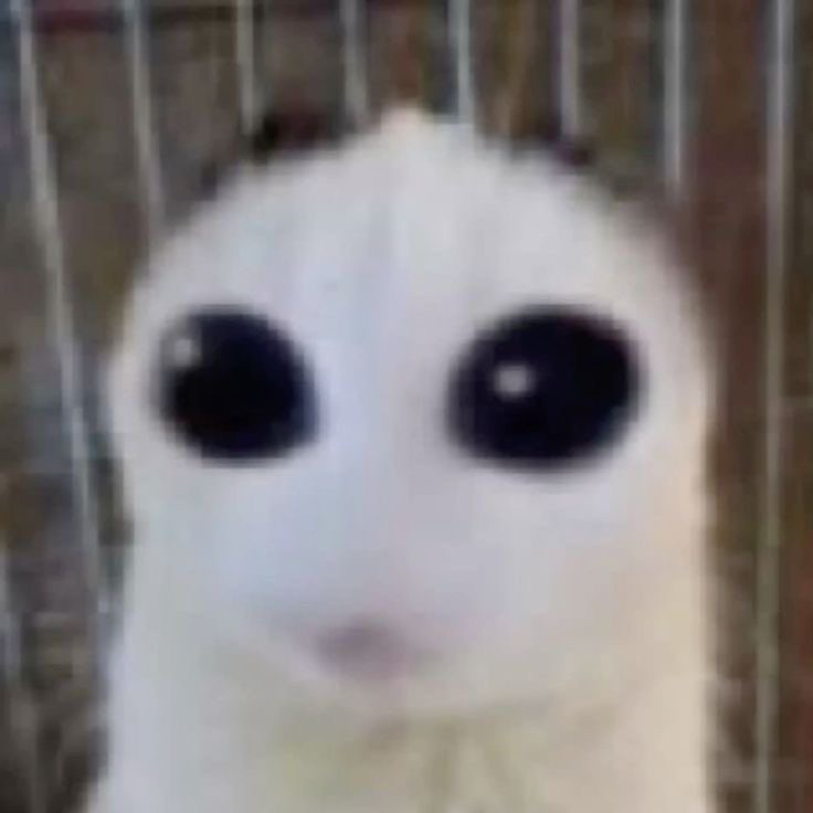 ◜★~𝙰𝚔𝚒𝚘﹙ᶻz﹚◝