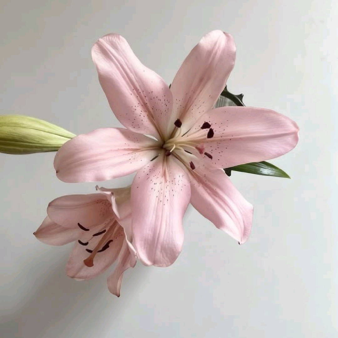 Novii [AR]