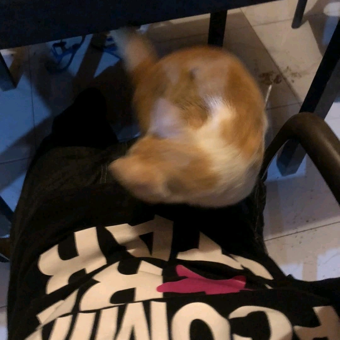 Ferdi_Template²¹