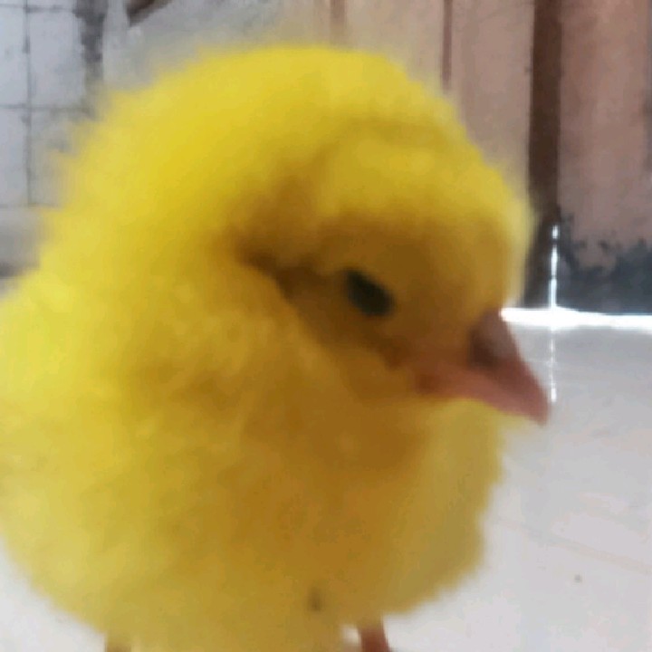 gidz✓ [AR]