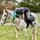 Aussie_Eq