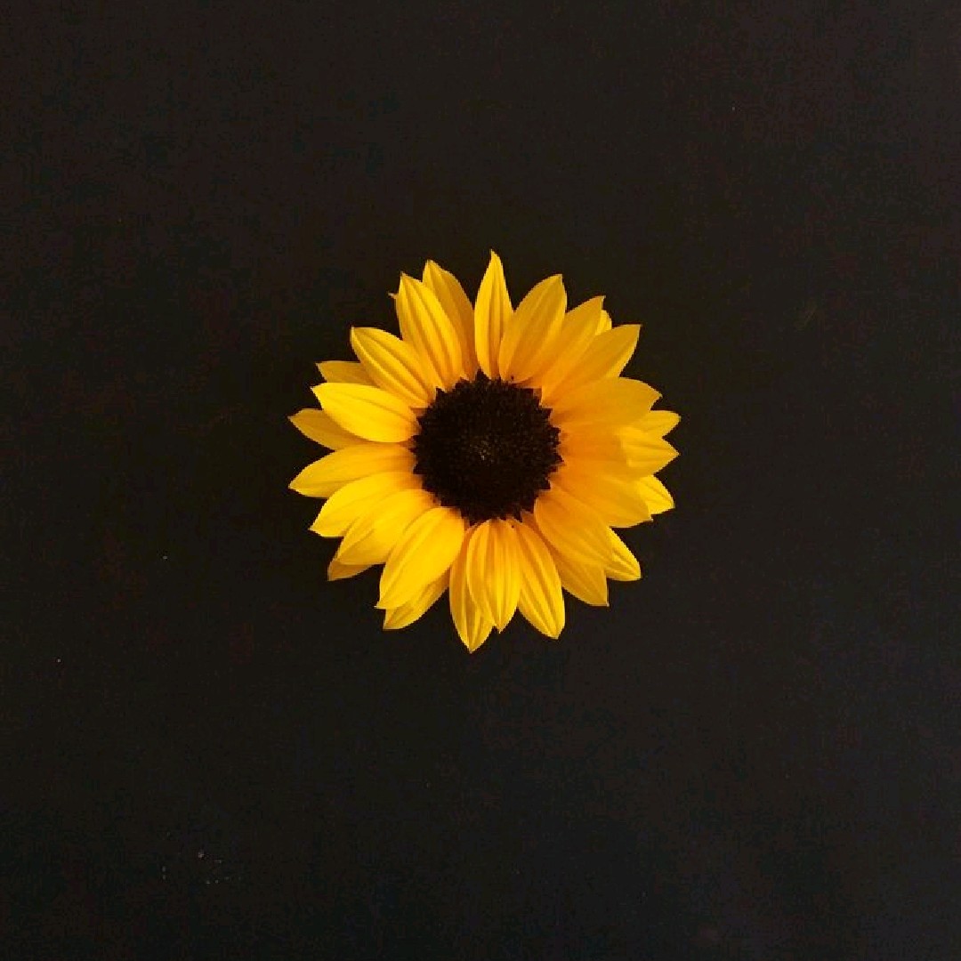 matahari☀