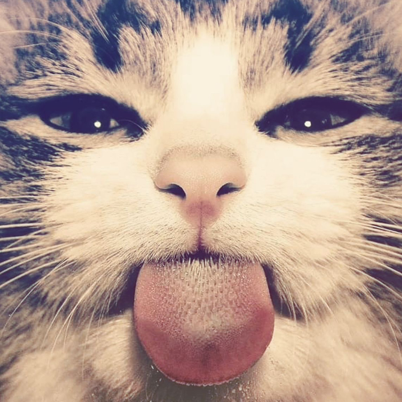 ᴄʟᴏᴡɪᴇ 