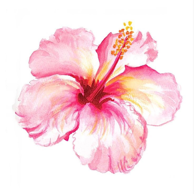 🌺🌷