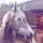 evienponies