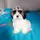 Lhasa Apso Gigi 