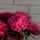 Blossoms_ᡣ𐭩