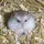 Hamster roborovski 🐹