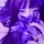 💜➳FUJII MURASAKI➳💜