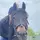 Owen_Equestrian1