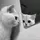 Apple_cc