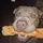 @TysonTheDog.co.uk