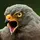 Eagle Editor 