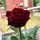 Samreen Maqsood 