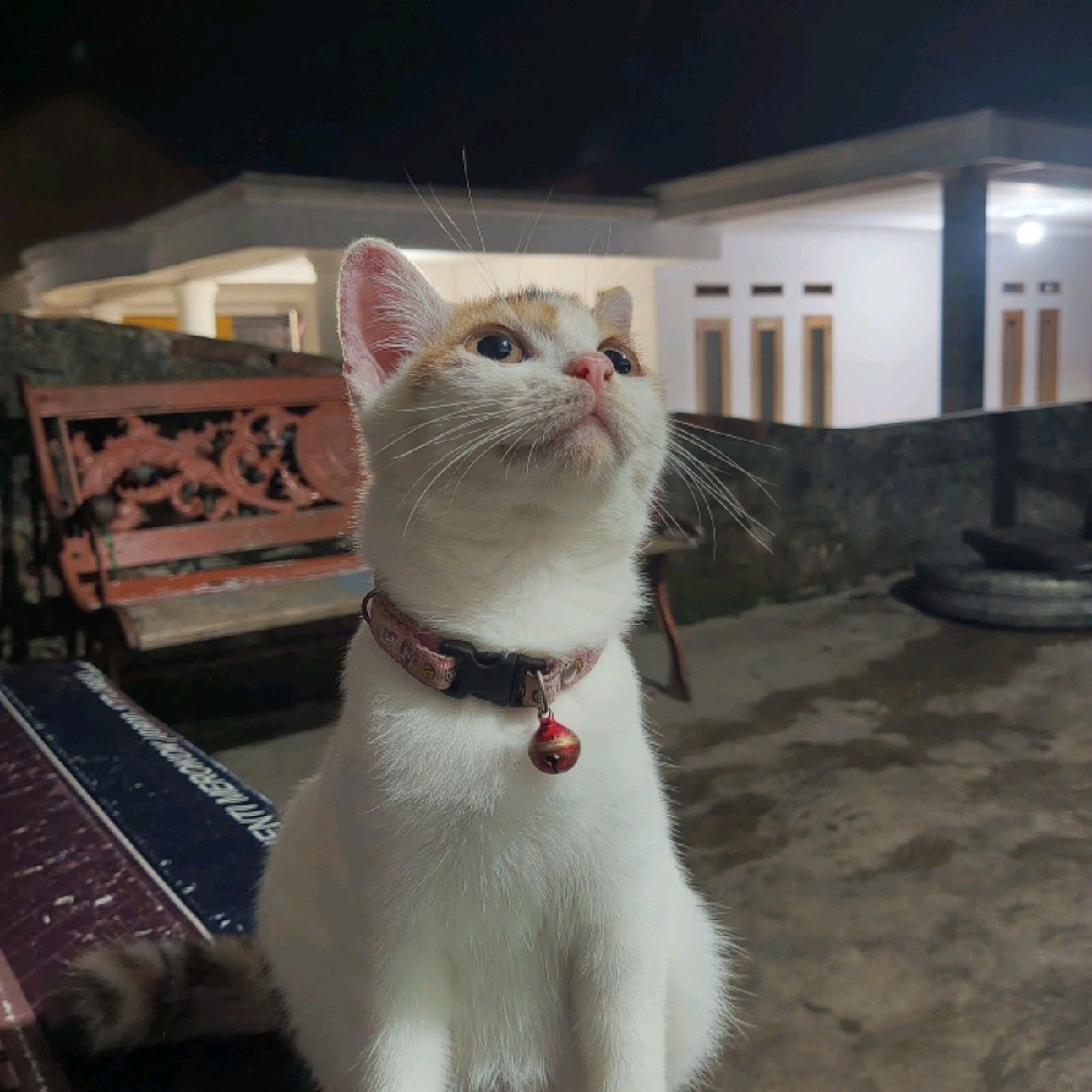 PUTIH