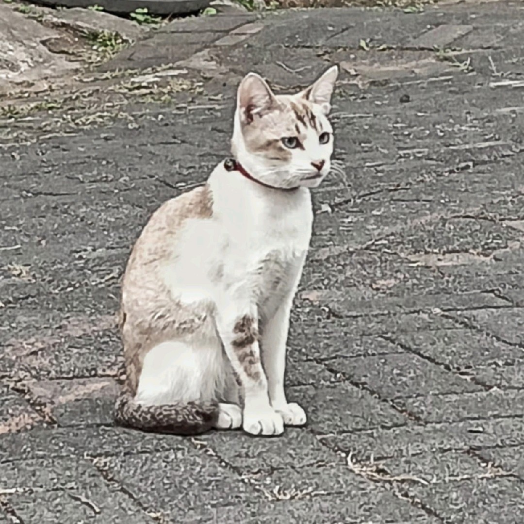 Miumiu