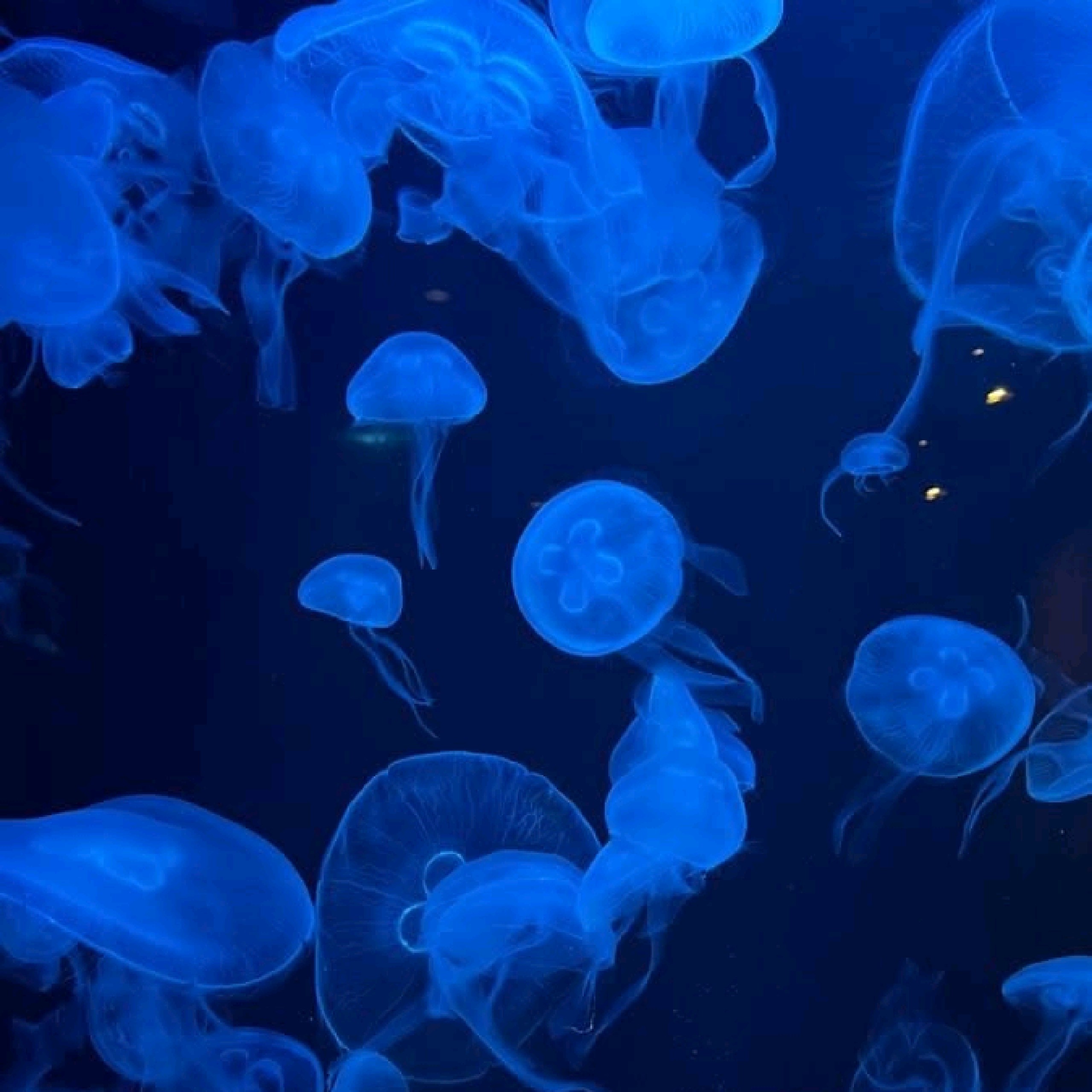 ms.blueocean[𝓓𝓔𝓦]