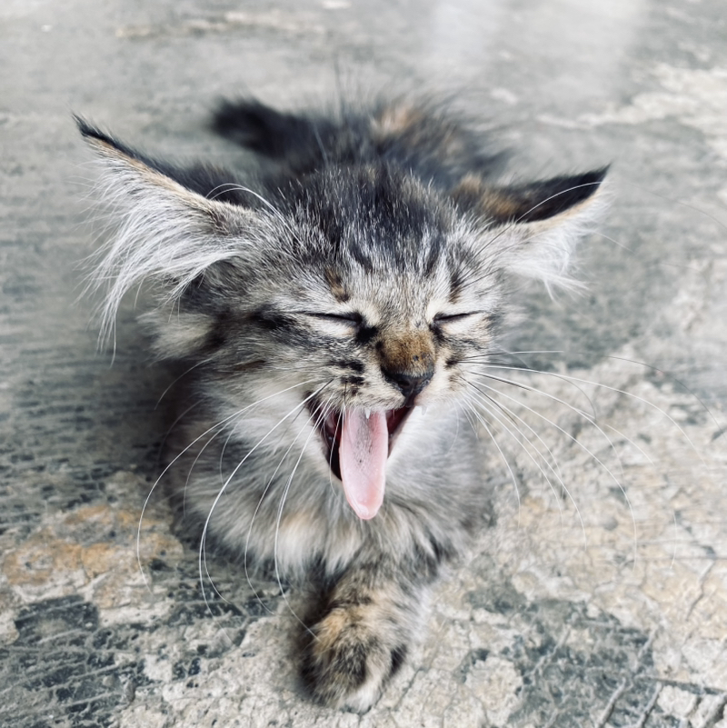 Niksyaf