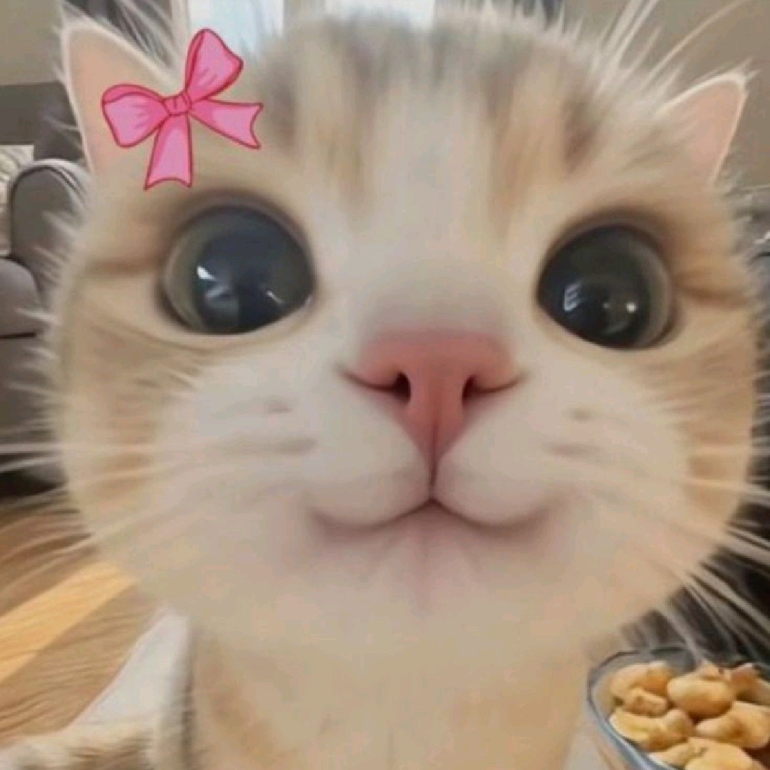 iluvcats