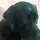 Ludde the dog 
