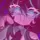✧ Mizuki1sHere ✧[🩷🎗️]