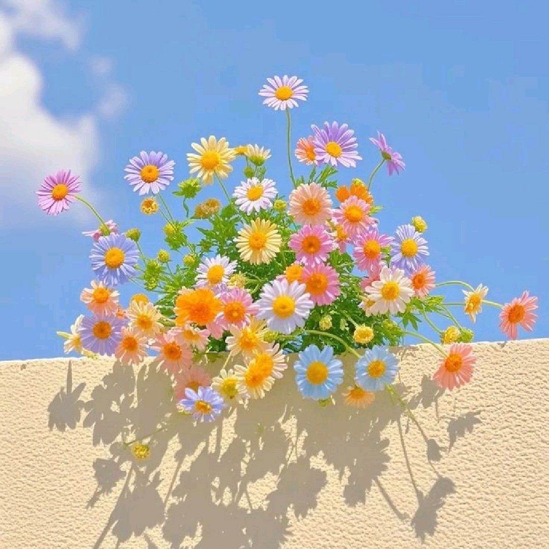 bugit_VT