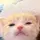 kkaioy