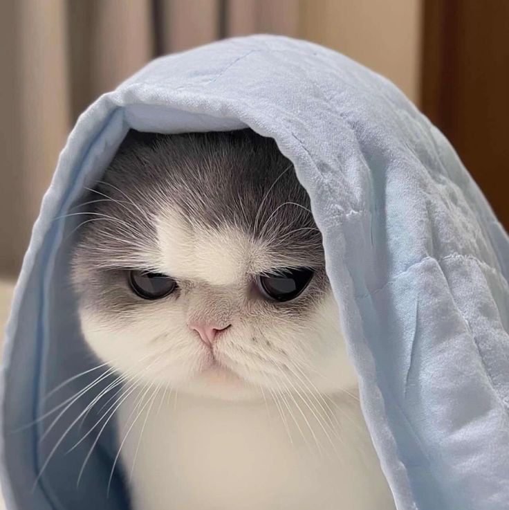 Mikoy