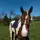 ~°Emma&les chevaux°~