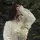 Elif