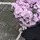 sisy.id