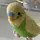 Budgie